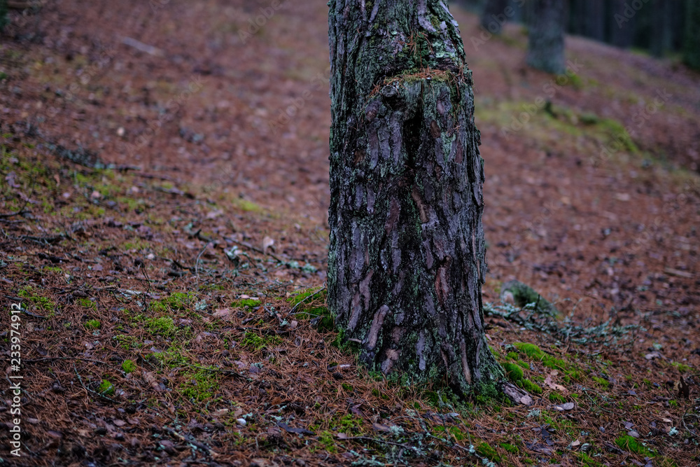 dark autumn foorest with spruce and pine tree dark autumn foorest with spruce and pine tree