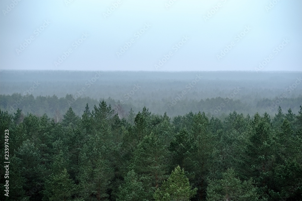 panoramic view of misty forest. far horizon