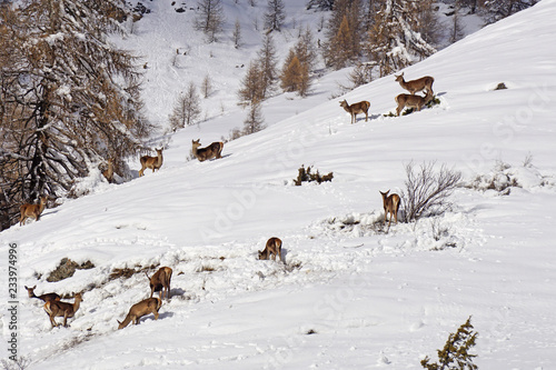 Cerfs et biches à la fin de l'hiver