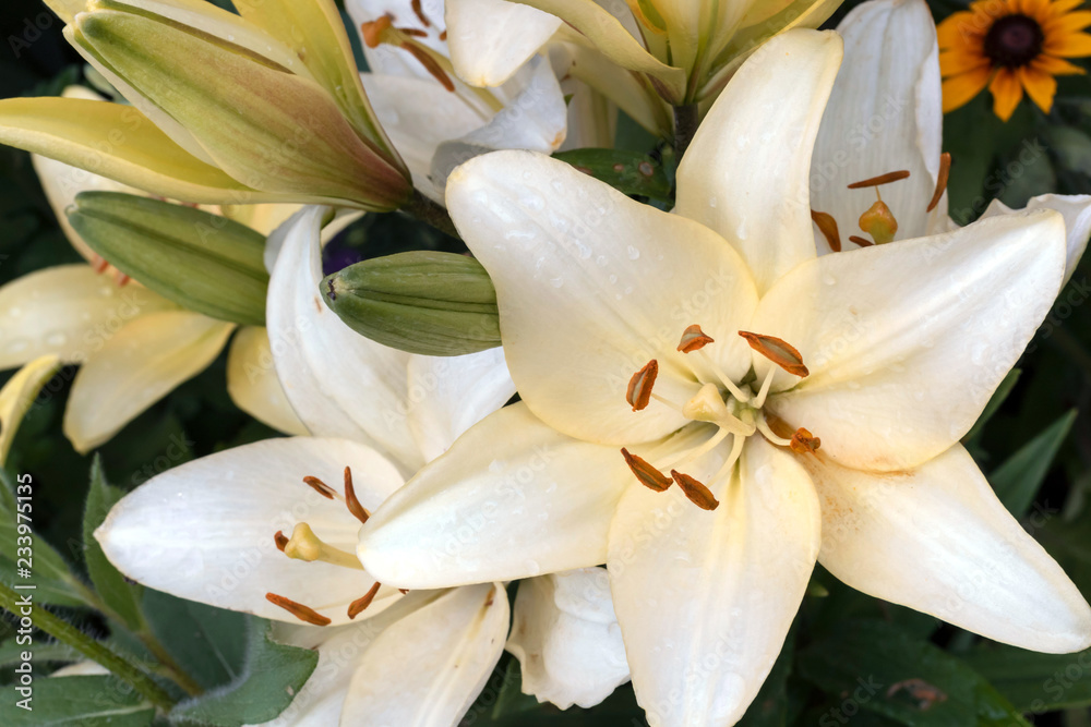 Obraz premium White garden lily, bloom.