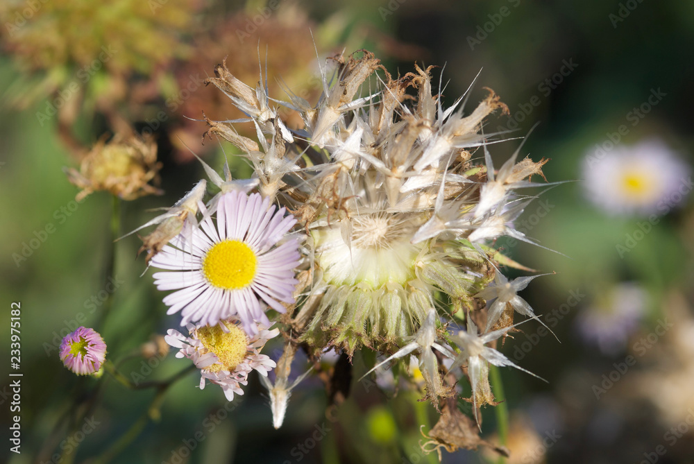 beautiful autumn leaves and flowers