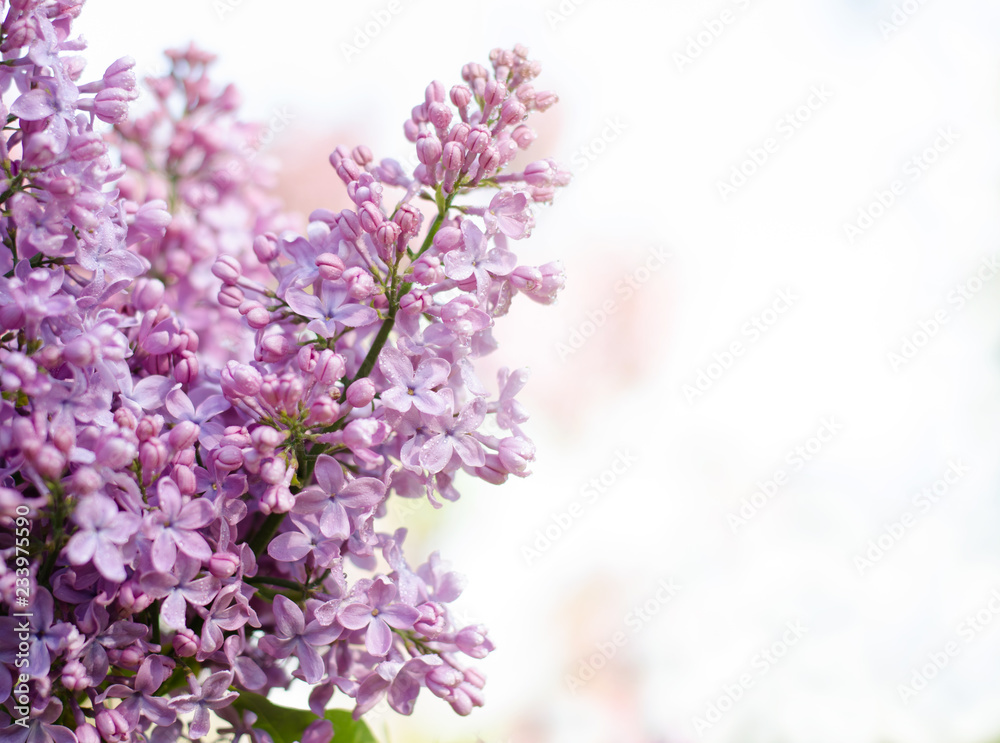 Floral border with beautiful purple lilac blooming in the sunny day. Romantic banner with flowers against bokeh background