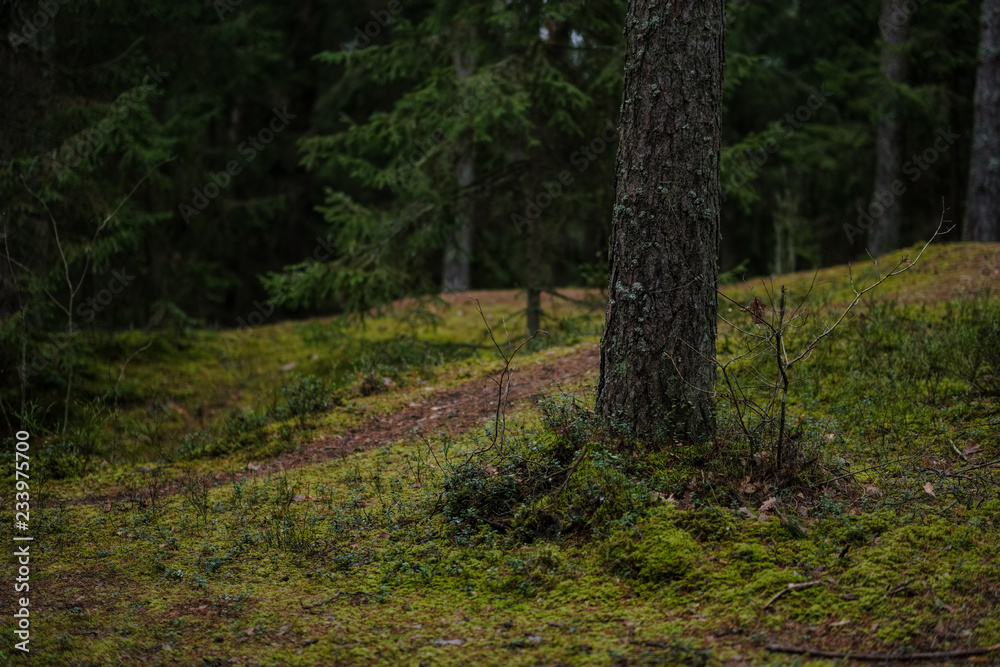 Fototapeta premium dark autumn foorest with spruce and pine tree