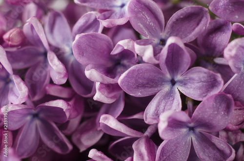 Macro shot of bright violet lilac flowers. Abstract romantic floral background.