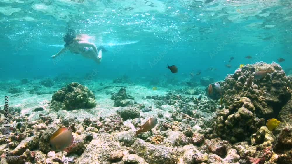 Camera follows a huge school of coral reef fish past a female snorkeler 4K Camera follows a huge school of coral reef fish past a female snorkeler 4K