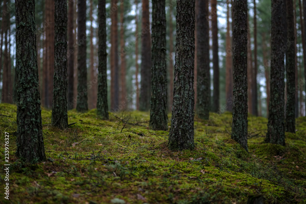 dark autumn foorest with spruce and pine tree dark autumn foorest with spruce and pine tree