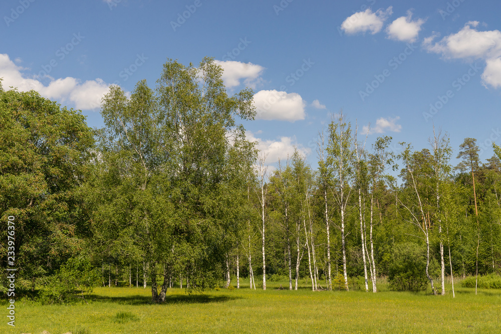 Birches on a green meadow. Green environment and blue sky on summer day. Birches on a green meadow. Green environment and blue sky on summer day.
