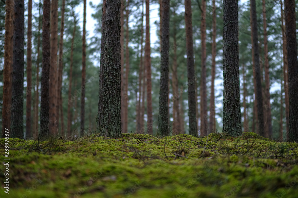 Fototapeta premium dark autumn foorest with spruce and pine tree
