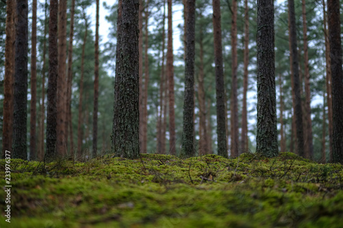 Wallpaper Mural dark autumn foorest with spruce and pine tree Torontodigital.ca