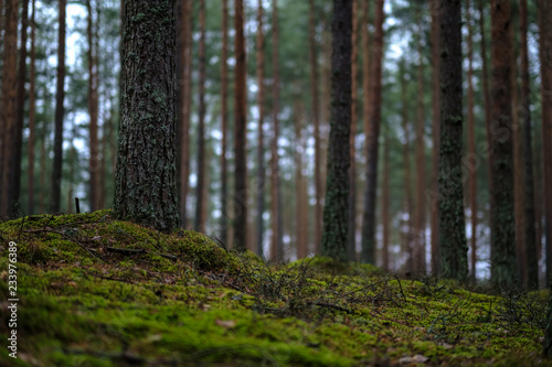 dark autumn foorest with spruce and pine tree photo