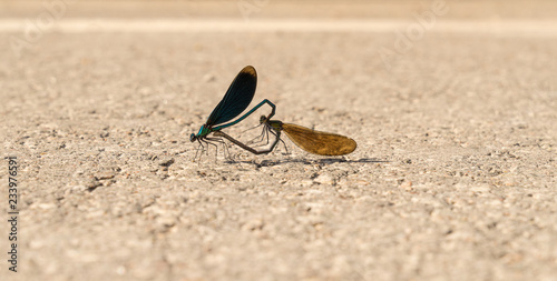 Calopteryx virgo. Beautiful demoiselle mate on the road. Closeup of female and male dragonfly