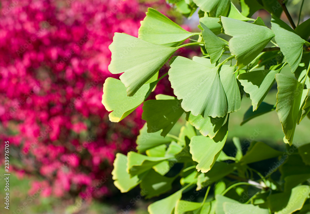 The branches of ginkgo biloba on the background of an autumn red bush. The branches of ginkgo biloba on the background of an autumn red bush.