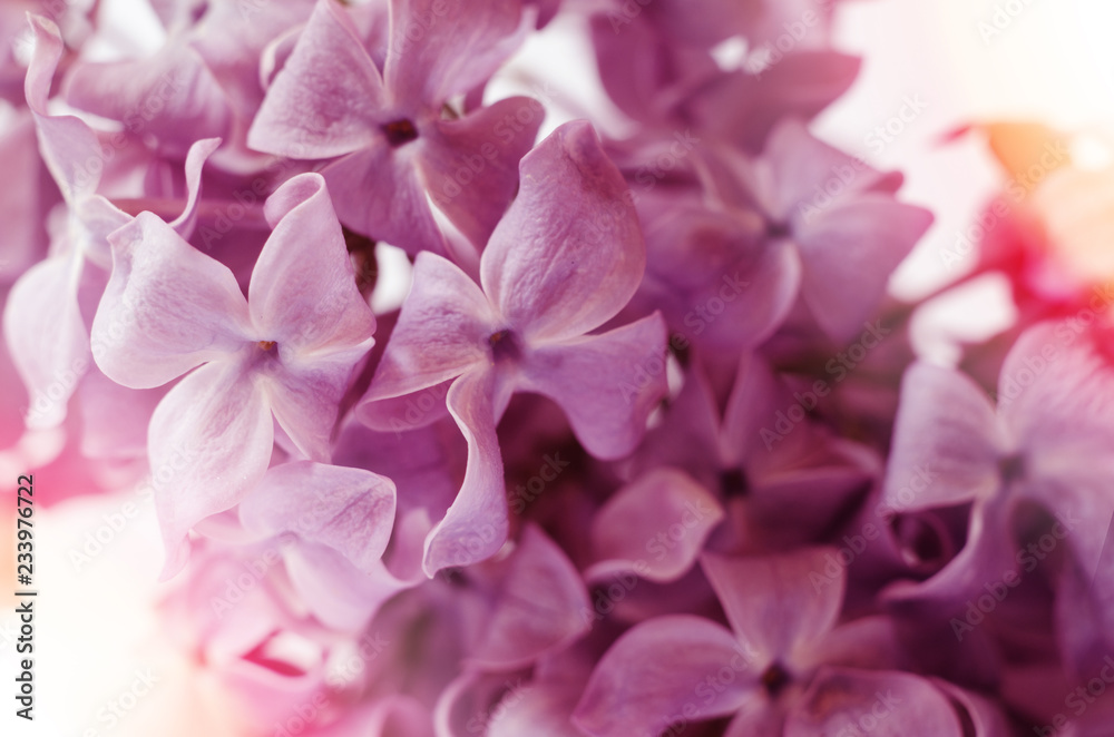 Lilac flowers. Purple spring flowers. Floral background