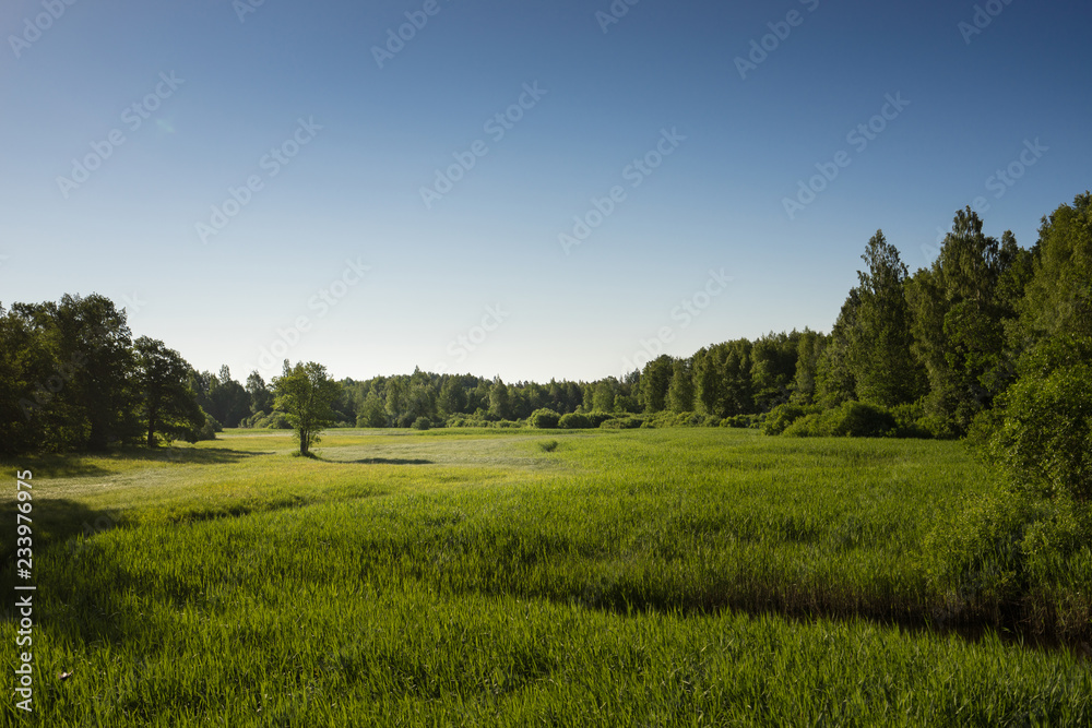 Summer landscape of green woods and river, overgrown with wild grasses. Meadow surrounded by a mixed forest.