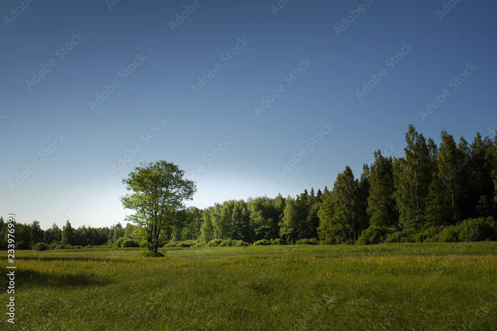 Summer landscape of green woods and river, overgrown with wild grasses. Meadow surrounded by a mixed forest.