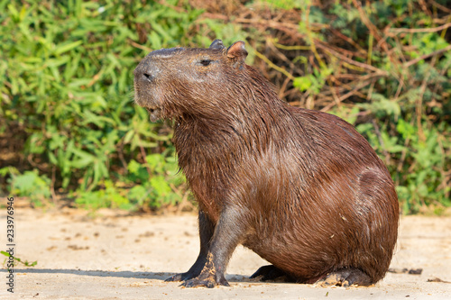 Capybara Rodents of the Pantanal