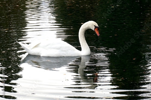 Swans swimming and preening