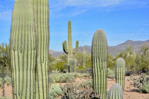 Saguaro Cactus Tucson Mountains Arizona Desert
