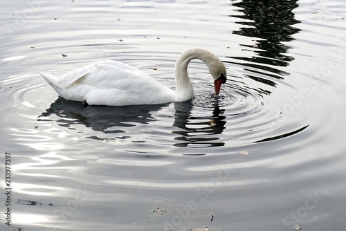 Swans swimming and preening