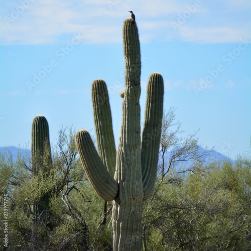 Saguaro Cactus Bird Tucson Mountains Arizona Desert