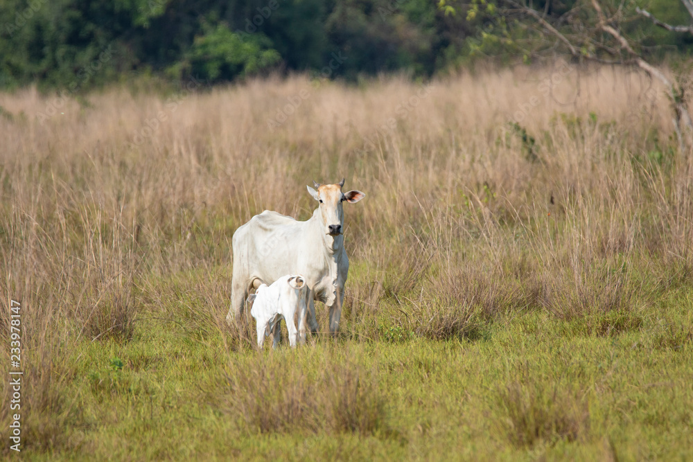 Fototapeta premium A cow and calf in the Pantenal of Brazil
