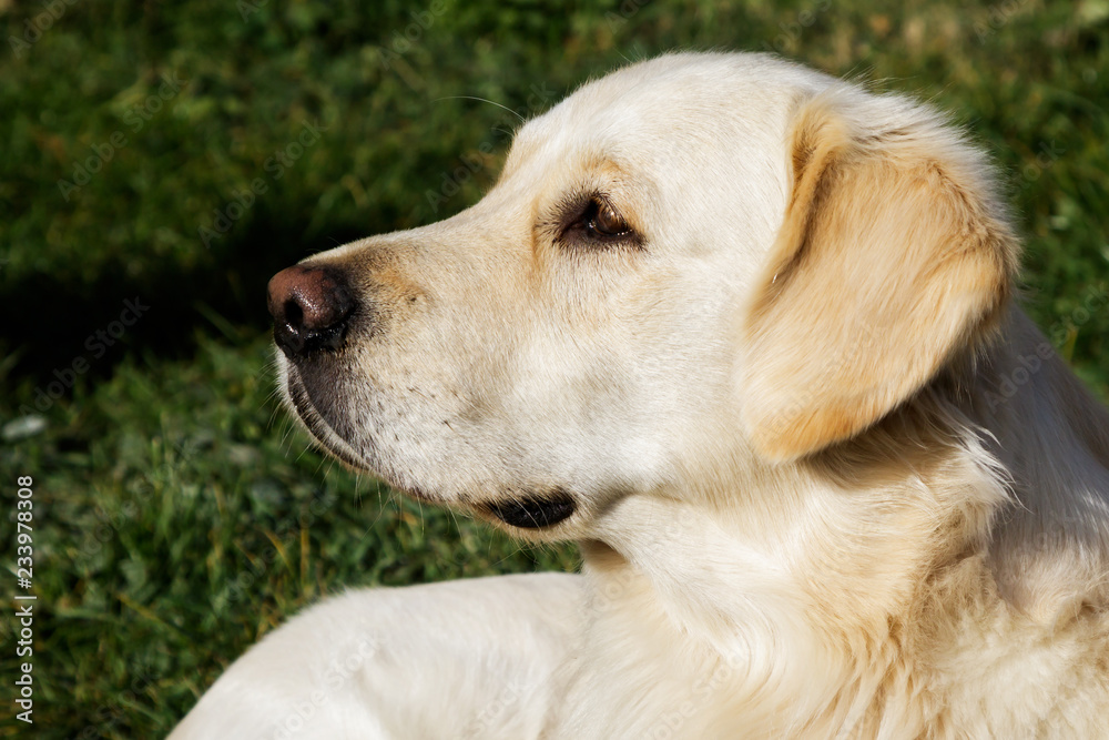 Golden retriever dog portrait