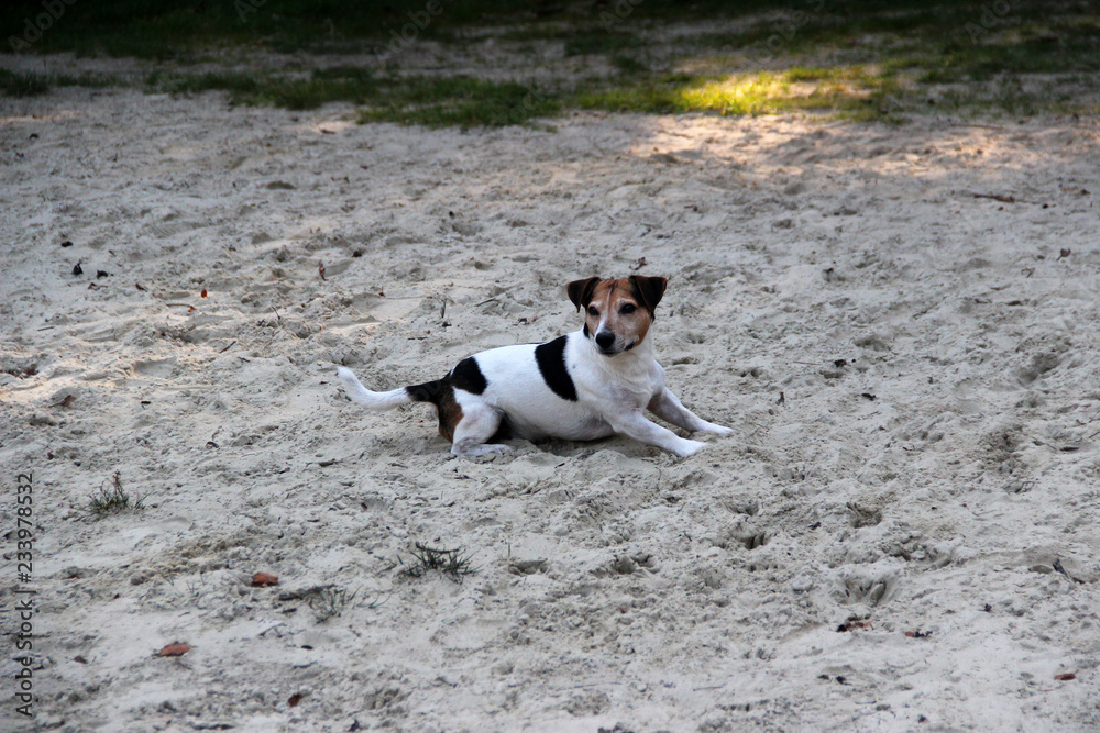 ein tri color jack russel terrier auf dem sand sitzend mit seitblick in meppen emsland deutschland fotografiert während eines spaziergangs an einem sonnigen herbsttag am see im waldgebiet in sw