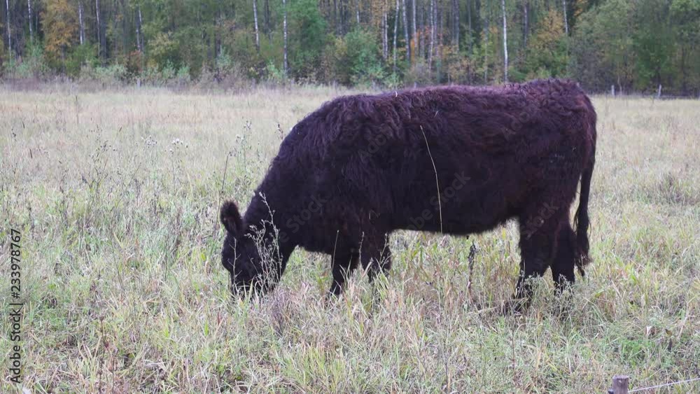 Galloway cattles on the meadow, 4k ultra hd video clip