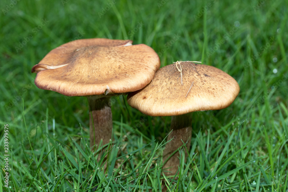 zwei pilze auf einem rasen in niederlangen emsland deutschland fotografiert in querformat an einem regnerischen herbsttag zwei pilze auf einem rasen in niederlangen emsland deutschland fotografiert in querformat an einem regnerischen herbsttag