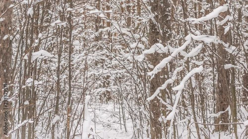 Wallpaper Mural Snowfall in the winter forest. 4K Torontodigital.ca
