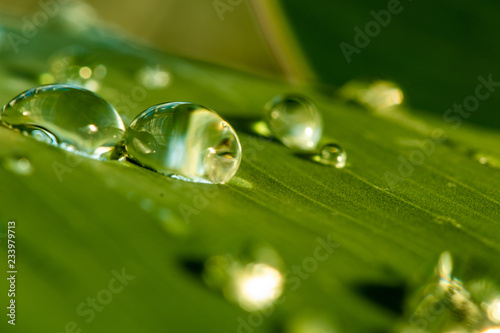 Close-up look on a few water drops on a green leaf - macro