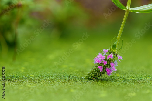 A purple flower immersed into the water - the surface is full of agae photo