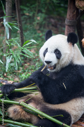 Fototapeta Naklejka Na Ścianę i Meble -  Pandas in Chengdu, China