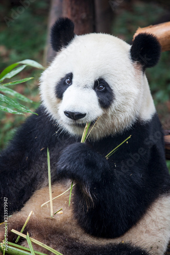Pandas in Chengdu  China