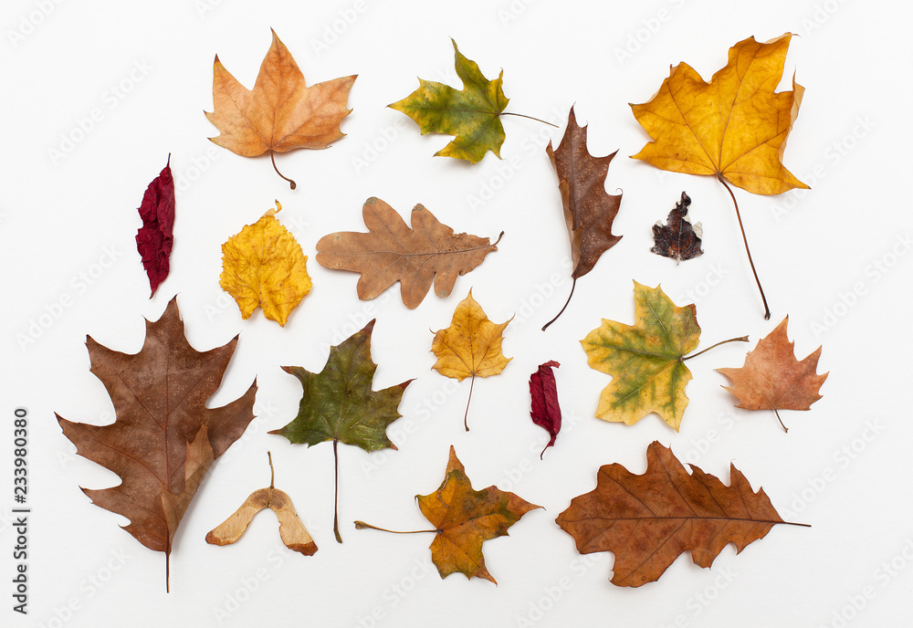 Obraz premium autumn colored leaves pattern on white background. Flat lay.