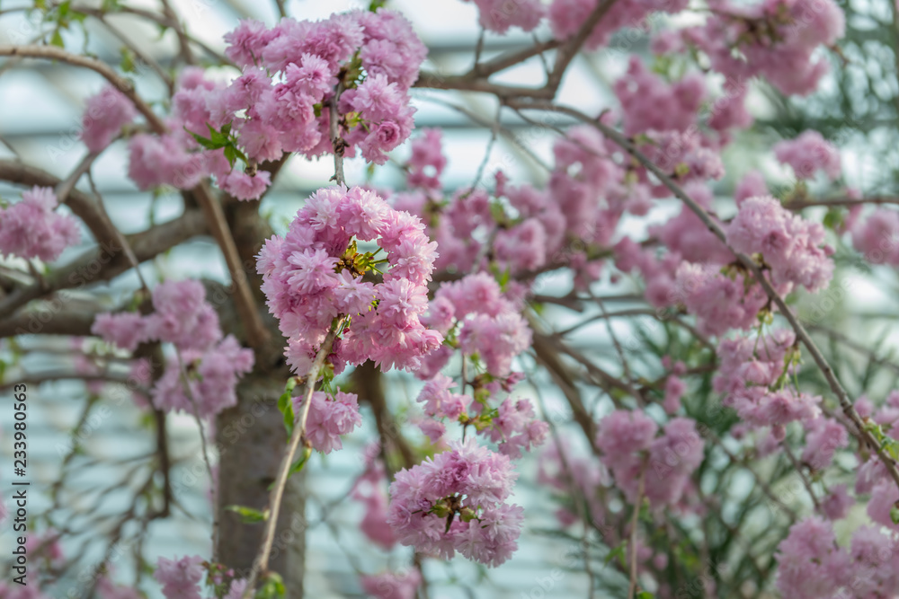 Cherry blossom Display, Japanese garden, Japan