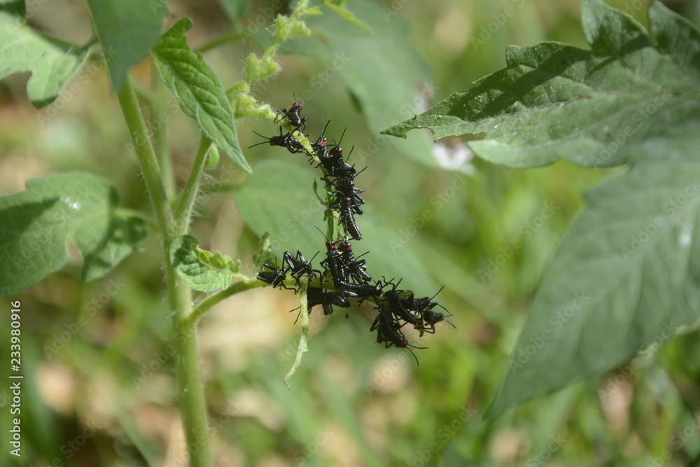 Fototapeta premium Garrohotos that eat plants, Insects that eat plants