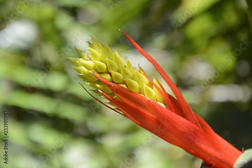 Red flower, red exotic flower, delicate