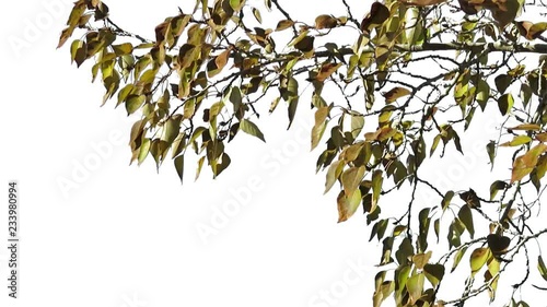 Foreground foliage plate for framing shots. Late fall deciduous tree, medium breeze. Slightly defocused. Includes transparency mask. Can be reversed and flipped horizontally.