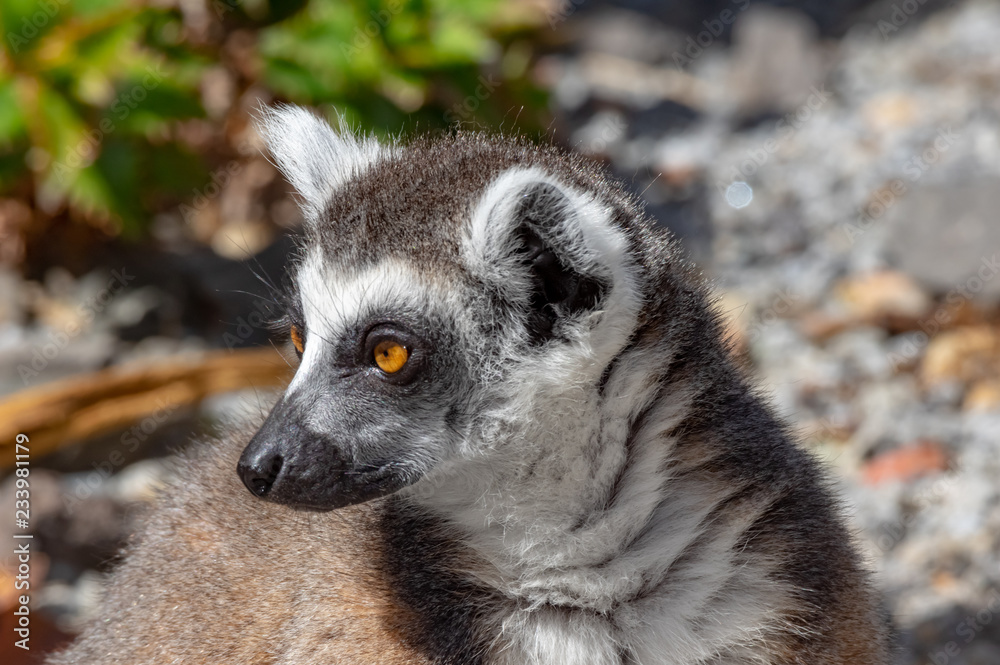 Fototapeta premium Lemur Looks Right