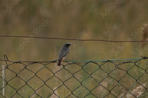 bird on the fence,, feather, songbird, small, birds, garden, red, wildlife, animal,