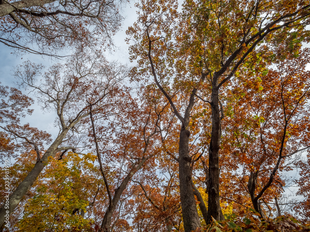 Looking Up to Fall Season Trees With Changing Colors Leafs Looking Up to Fall Season Trees With Changing Colors Leafs