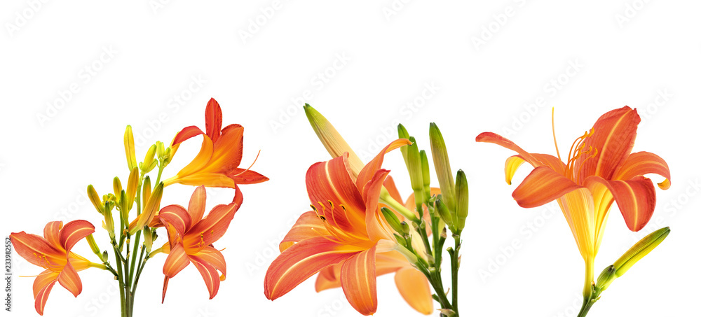 set of orange lily flowers  isolated on white background
