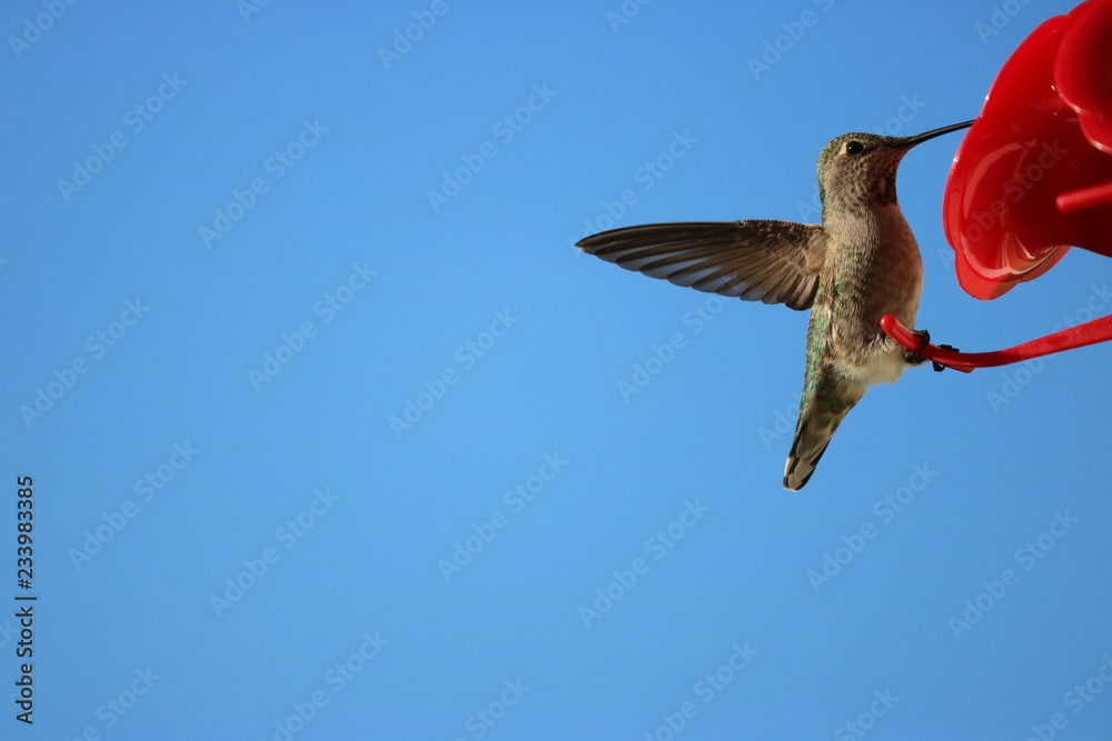 Fototapeta premium Sweet Nectar