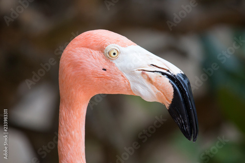 Flamingo-Kopf 