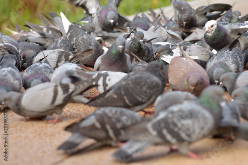 Many pigeons eating food on floor in park.