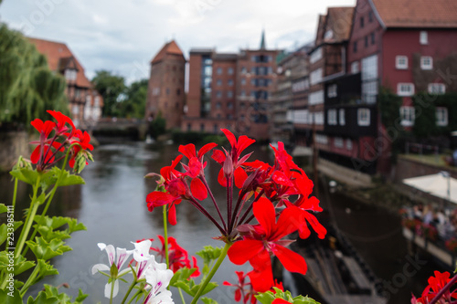 Geranien vor Stintmarkt Lüneburg photo