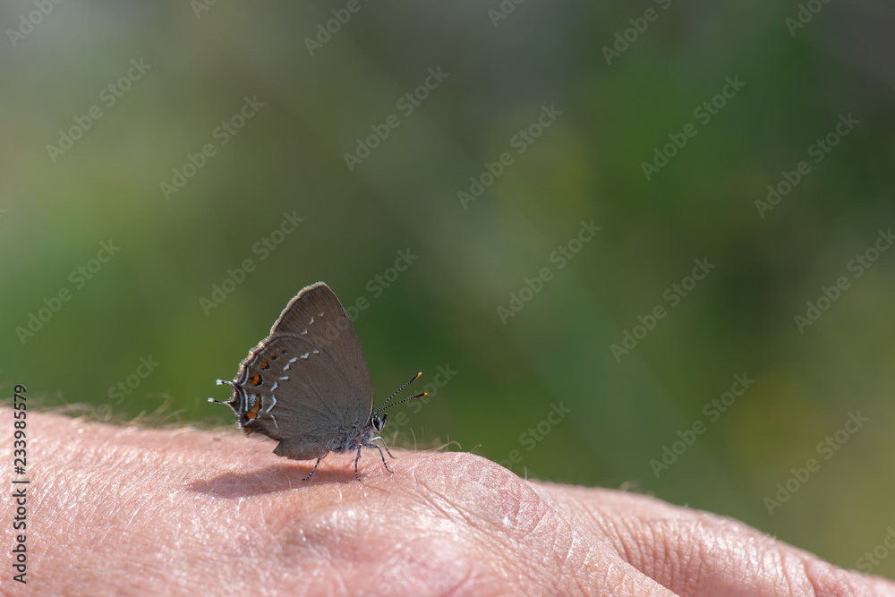 Obraz premium Minik Sevbeni / Satyrium acaciae / 