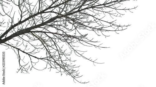 Foreground foliage plate for framing shots. Leafless deciduous tree, medium breeze. Slightly defocused. Includes transparency mask. Can be reversed and flipped horizontally.