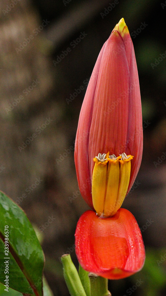 Orange and yellow banana flower Musa Ornata edible fruit and tropical